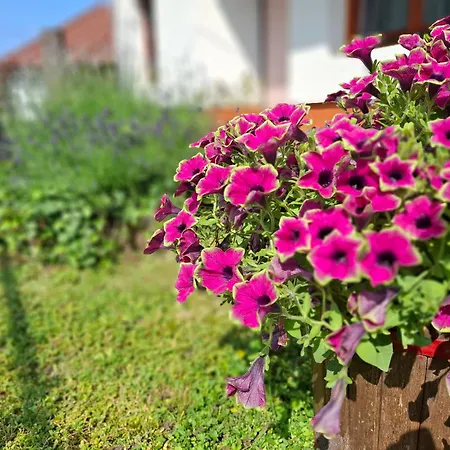 Apartment Emma Vendeghaz